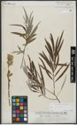 Foto von Salix viminalis L.